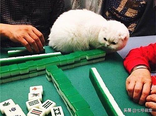 女子带猫打麻将基本没输过，牌友们不乐意了：你这算作弊知道吗？