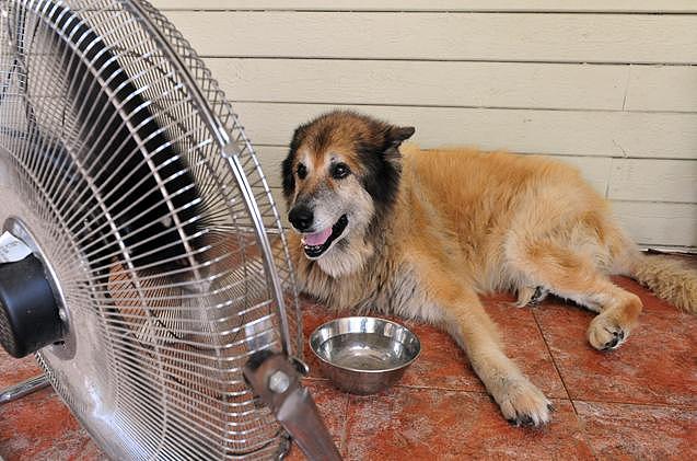 主人一进门就把狗放空调口，几天后竟慢性中暑身亡