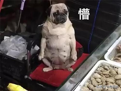 女子菜市场买海鲜，看到老板后忍不住笑出声，狗：我是被迫营业的