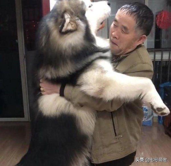 160斤的大狗被主人骂哭了，跑去找爷爷求抱抱：谁还不是个宝宝呢