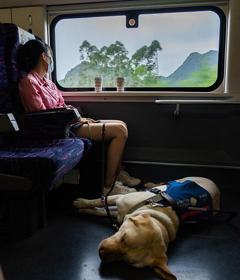 20岁女孩带着狗乘坐高铁，工作人员没有拒绝，还帮忙照顾