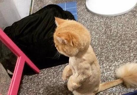 猫咪被剃毛后，站在镜子前自闭了一个小时：谁关了我的美颜相机？