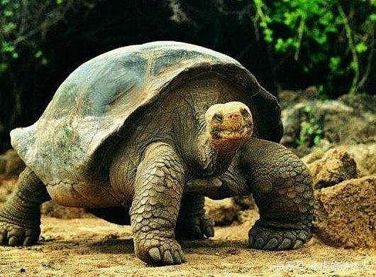 乌龟不爱动却最长寿，那到底生命在于运动还是静止？答案来了