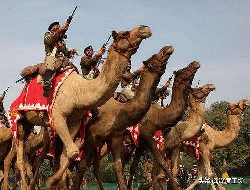 惧怕关刀？拉达克印军出动骆驼骑兵：具有居高临下优势，视野开阔