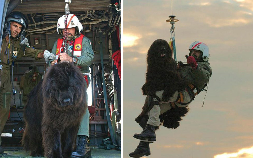 救生犬比人还厉害，特别是重达220斤的巨型犬，凭借本能救人