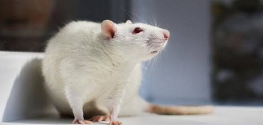 用生命排雷，拯救万人生命！这是第一只获颁英勇金牌的老鼠