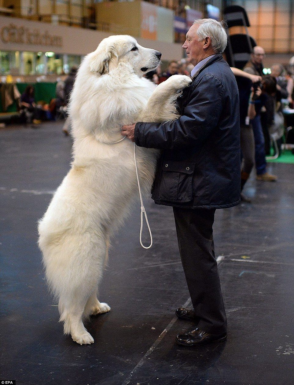 大白熊犬被禁养很冤，这种狗狗不仅亲人，对小动物还极其温柔