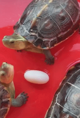 女子养了10年的乌龟下蛋了，她准备拿走的时候，却默默缩回了手