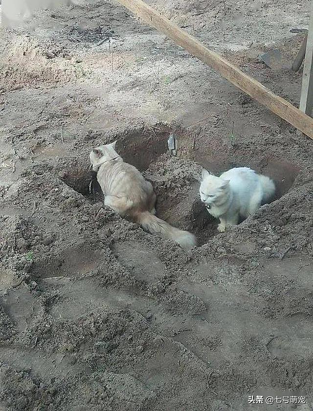 工人在地上挖坑准备起房子，两只猫竟跑进去便便：就当是见面礼了