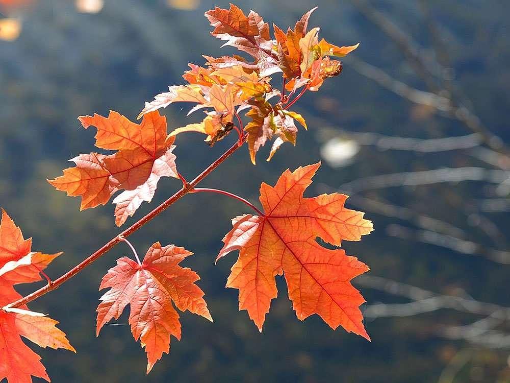 旅行看世界：探寻加拿大的秋天美景，真是橙色的乐园