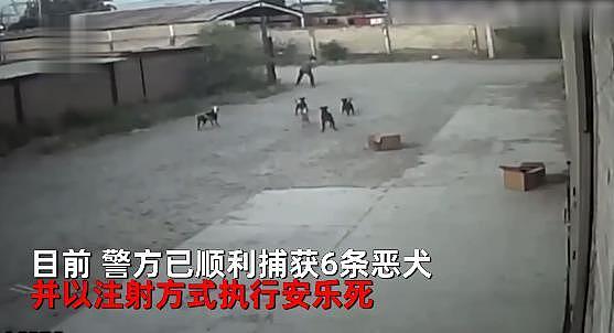 男子凌晨独行，遭遇6条流浪狗，扔石头自卫仍被围攻咬死