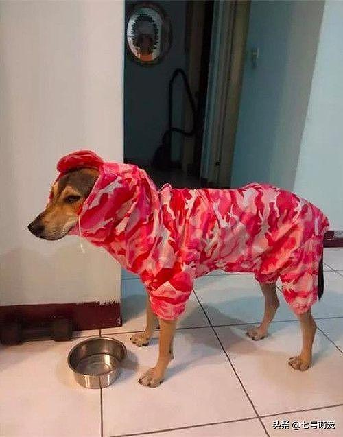 给狗狗买的雨衣发错了款式，穿上后却感觉不对劲，网友：看饿了