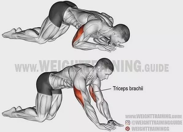 超全胸、腰、臀腿、肩背肌肉训练图解：健身圈必收，男女通用