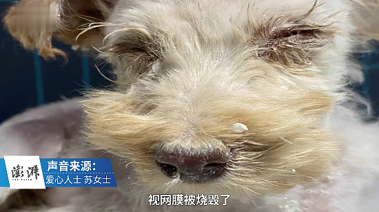 三月大幼犬被浑身涂石膏虐待，视网膜被烧毁，肇事者还嚣张挑衅