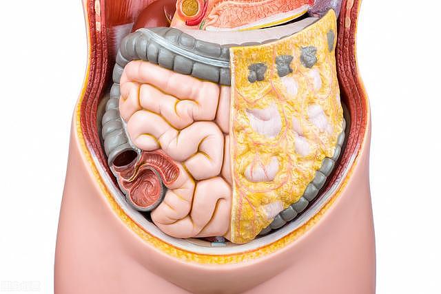 内脏脂肪过高怎么办？4个方法帮你减掉肚腩，恢复平坦小腹