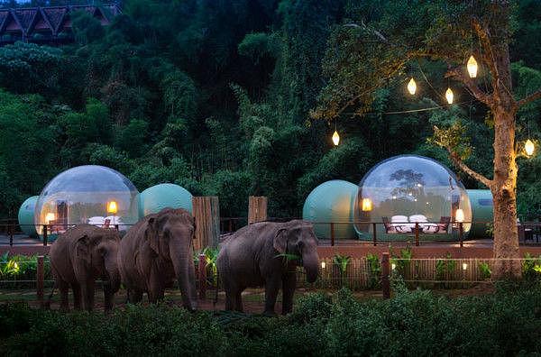 超梦幻！去泰国雨林泡泡屋，在泡泡里看大象玩耍，晚上还能看星星