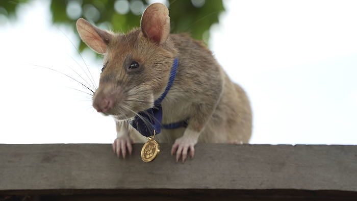 用生命排雷，拯救万人生命！这是第一只获颁英勇金牌的老鼠