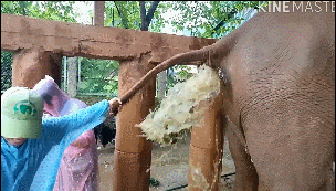 大象便秘兽医帮忙灌肠，管子拔出来被狂喷一脸！让人佩服