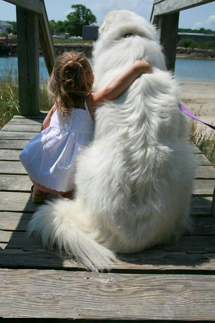 大白熊犬被禁养很冤，这种狗狗不仅亲人，对小动物还极其温柔