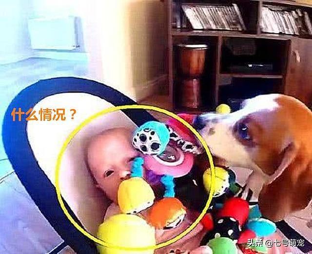 女子让狗狗照顾宝宝，很久没听到哭声，过去一看：这狗不能要了
