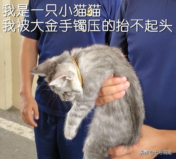 猫头被手镯卡住，消防员却发出灵魂拷问：猫多少钱？手镯多少钱？