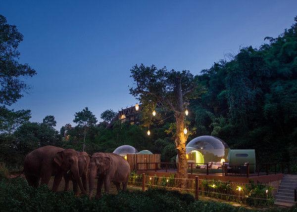 超梦幻！去泰国雨林泡泡屋，在泡泡里看大象玩耍，晚上还能看星星