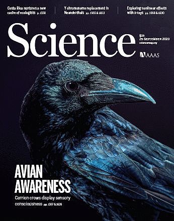 科学家首次揭示乌鸦大脑也有主观意识！该能力可能在亿年前已出现