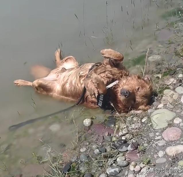 女子在湖边找到失踪的狗狗，当场崩溃，凑近一看发现事情不简单