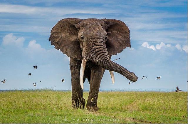 400头大象群体离奇死亡后，更可怕的事情发生了