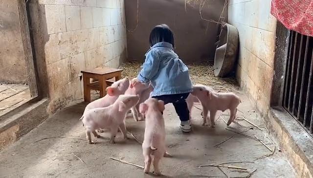 是谁家的猪在拱可爱的“小白菜”！网友：原版白菜公主和七只小猪