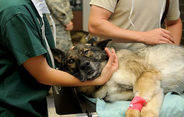 宠物医生用吉卜力图片吐槽，给猫咪狗狗看病太难了，忙的时候累瘫