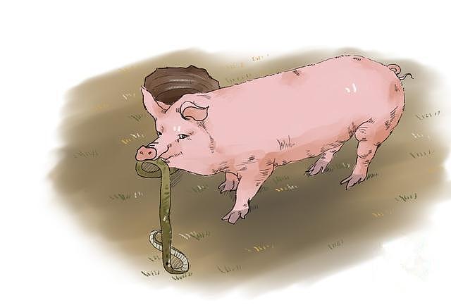 女子喂猪时，发现它正在啃着什么活物，蹲下一瞧：自己改善伙食？