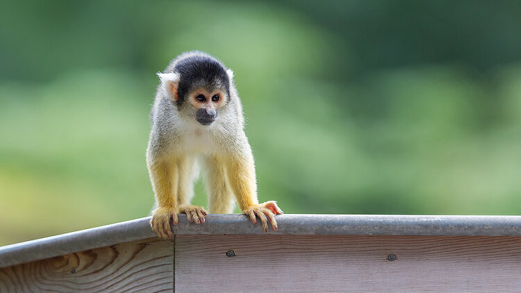 细思极恐：科学家在猴中植入人脑基因，让猴子明显变聪明了