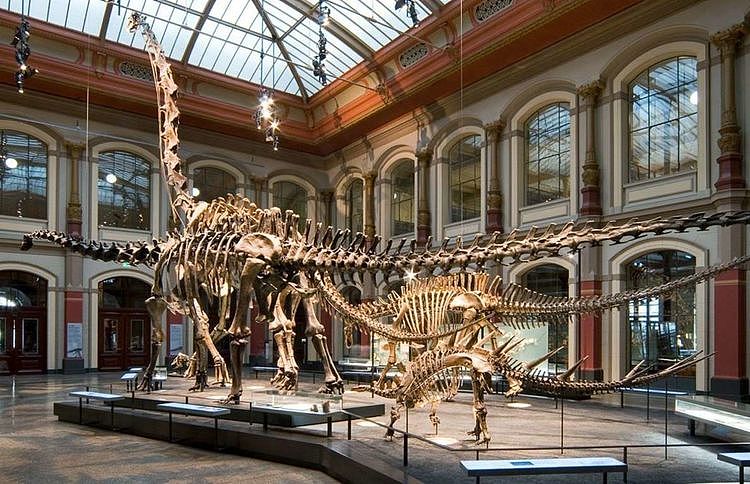 云旅游：盘点世界上最好的恐龙博物馆，一起看看吧