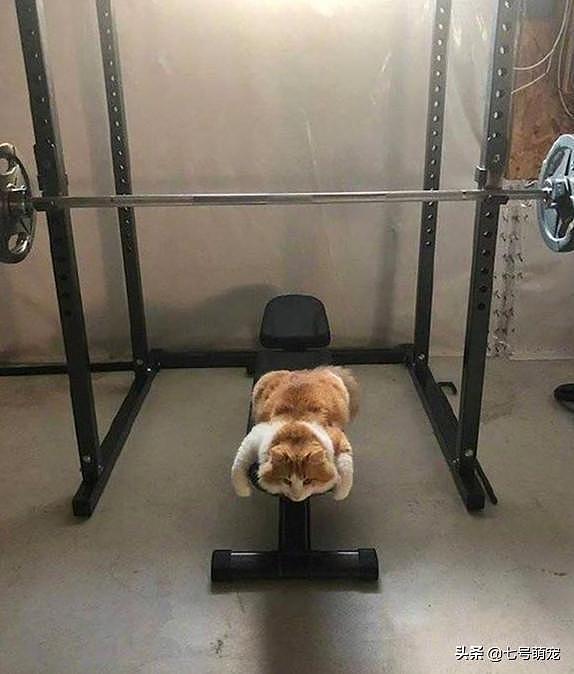 女子去健身房，看到一只肥猫趴在器材上睡觉：画面太诱惑人了