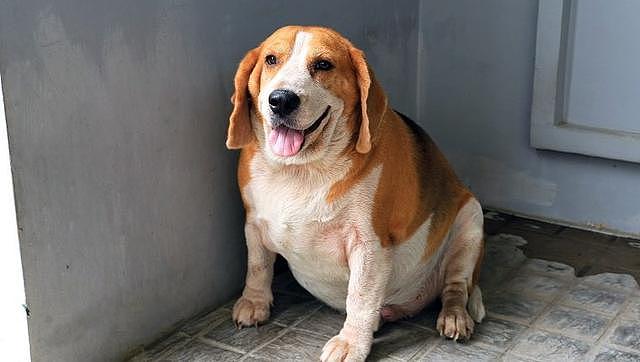 调查显示：六成猫狗过肥！多因饲主“明知故犯”，如何判别肥胖？