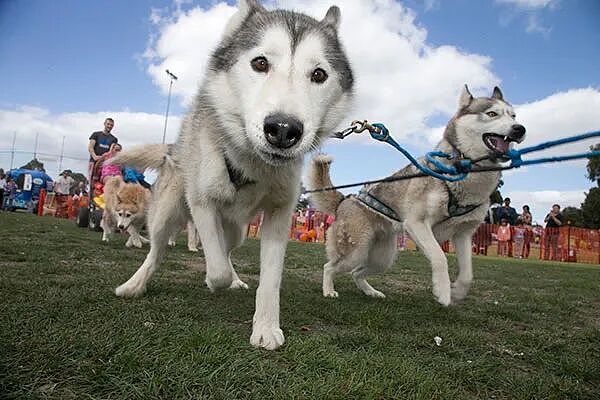 【维州生活资讯】Knox Pets in the Park宠物嘉年华（组图） - 1
