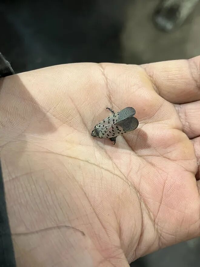 加拿大惊现一种入侵昆虫的踪迹, 恐威胁多个行业!原产于中国(组图) - 2
