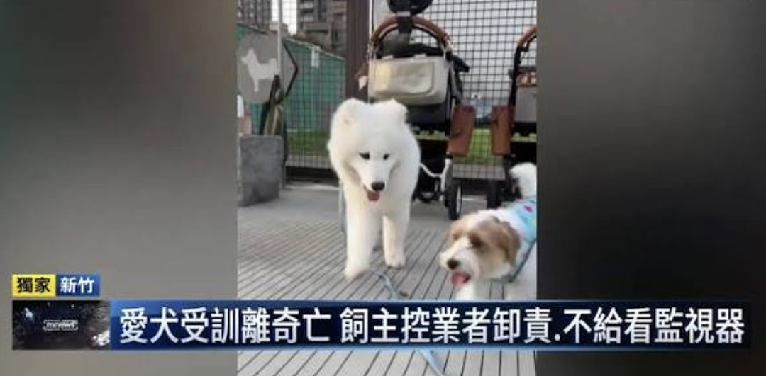 狗狗因吃饭太快突然去世!初期症状没引起警惕,主人:小心这种病! - 11