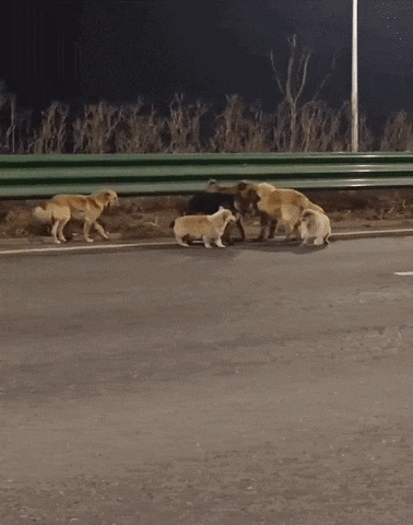 【宠物】7只狗从狗肉车上跳下结伴逃亡,17公里生死回家路走了两天两夜,这一幕看哭网友(视频/组图) - 5