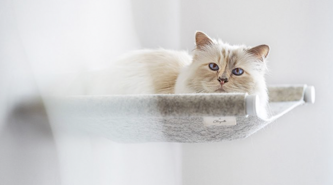 世界最富有猫被“吃绝户”?落魄千金只能打工赚猫粮? - 46