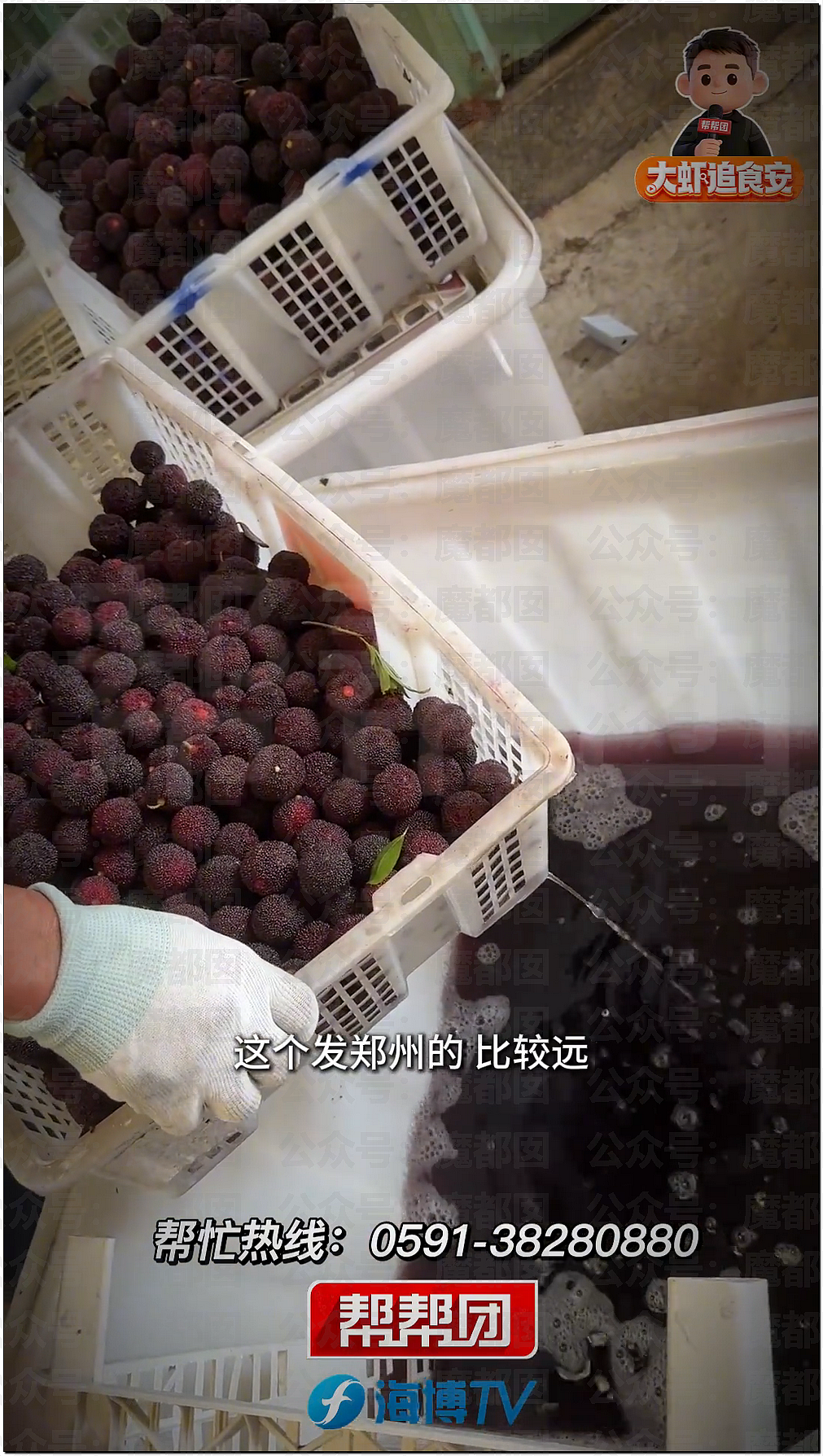 气到发抖！我们吃了那么多年杨梅竟都浸泡防腐剂和化学糖精（组图） - 31