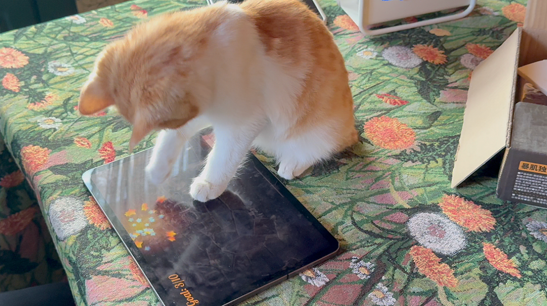 世界最富有猫被“吃绝户”?落魄千金只能打工赚猫粮? - 25