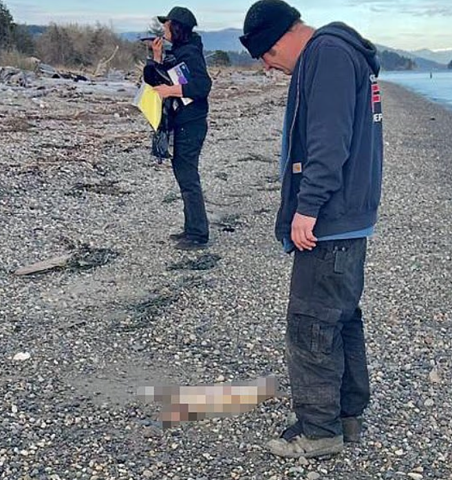 华盛顿州小岛突发诡异事件:海滩惊现数十具动物残骸,调查结果出人意料 - 2