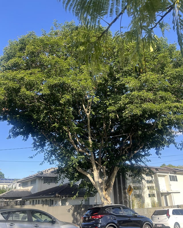 一棵树毁了一个家!澳洲夫妻苦熬7年,花了15万,Council就是不让砍 - 29