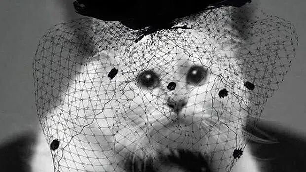 世界首富猫为何破产?老佛爷给它留了150万刀遗产,如今蜗居公寓落差太大!(组图) - 10