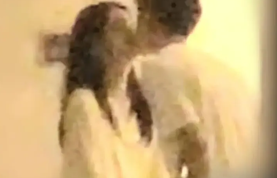 顶流小花周也恋情曝光！被拍与男友拥吻，还主动上手，热恋期很上头啊 - 2