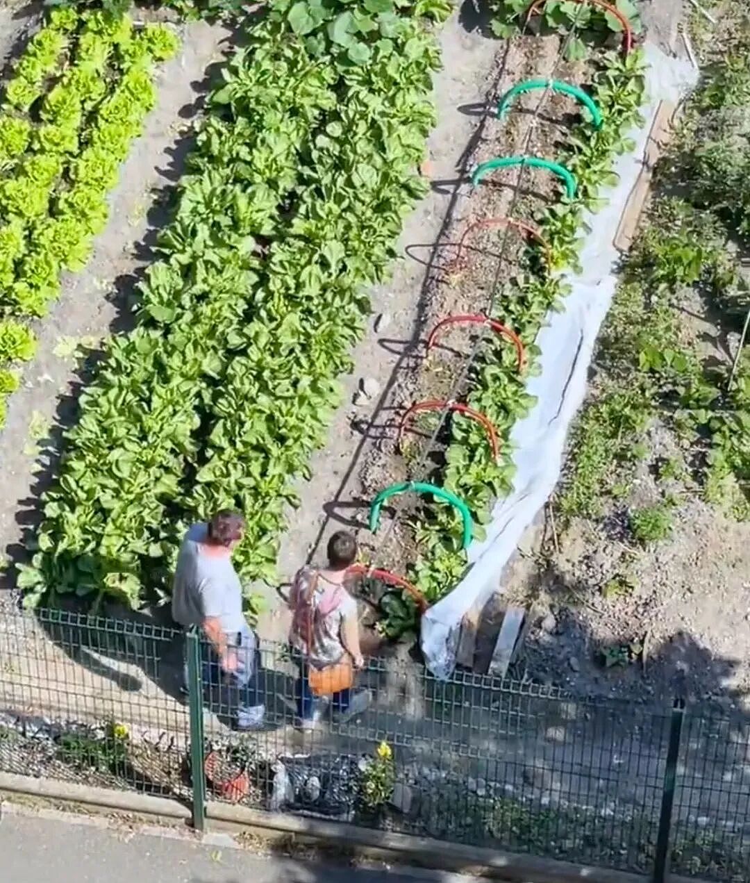 为了教老外种地,中国人操碎了心 - 18