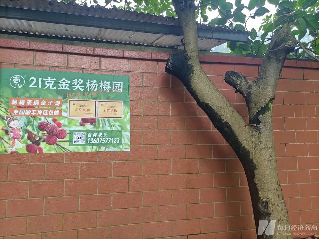 杨梅泡药风波发酵，收购价暴跌至不到2元！老实果农被坑惨（组图） - 3