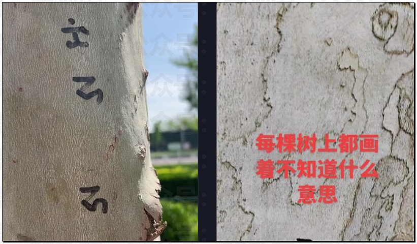 惊悚!全国各地树上忽然集中出现大量诡异奇怪符号!真相是? - 36